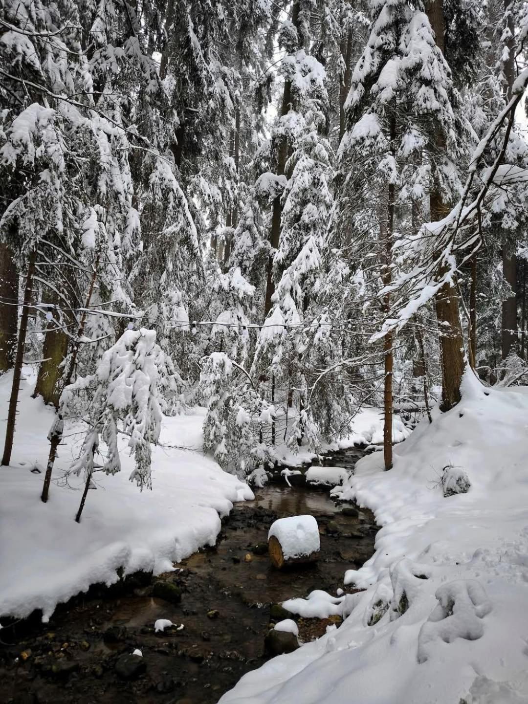 Mountain Studio Asp E63 Borovets Gardens Екстер'єр фото